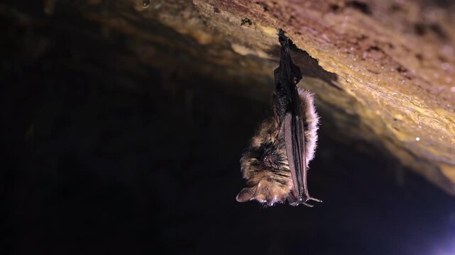 Geoffroy's Bat (Myotis emarginatus) Using Echolocation, Open Mouth Emitting Calls in Slow Motion, Cave