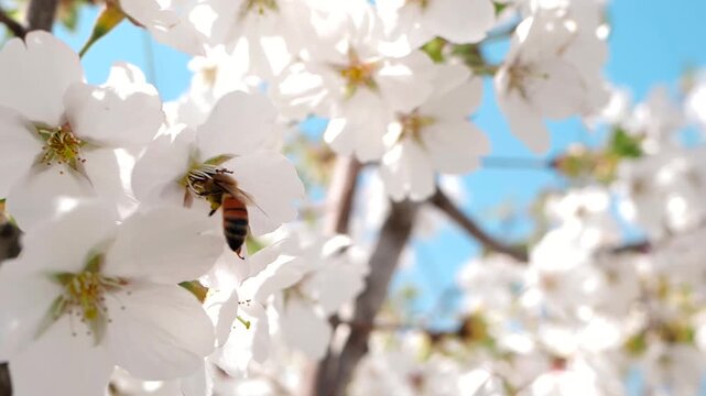 Real shot of a warm and healing spring scene with bees collecting nectar from white flowers