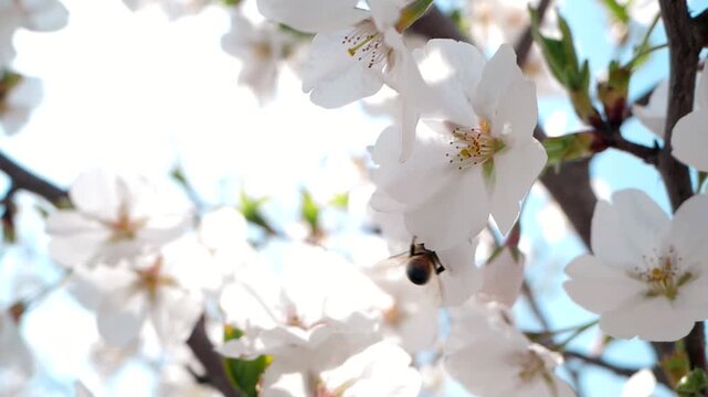 Real shot of a warm and healing spring scene with bees collecting nectar from white flowers
