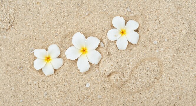 Charming white plumeria flowers lying gently on soft beige beach sand