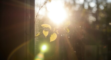Blurred photo mockup capturing rainbow sunlight filtering through window with organic shadows