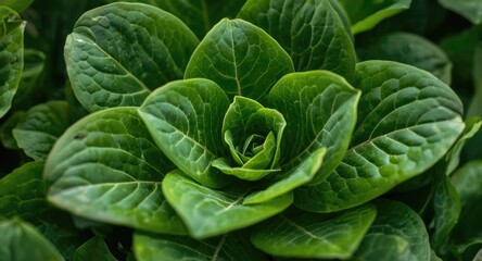 Obraz premium Close up view of vibrant Lactuca sativa leaves growing in an open field garden