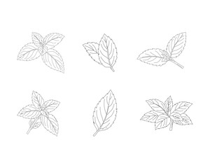 Mint leaves set line art illustration. Herbal mint botanical collection. Aromatic herb foliage drawing set. Culinary mint leaves outline bundle. Natural herbal plant illustration. Botanical ingredient © Ani