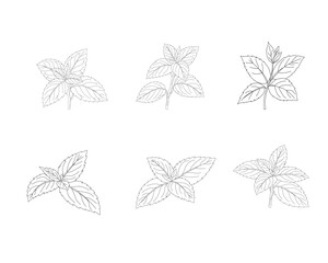 Mint leaves set line art illustration. Herbal mint botanical collection. Aromatic herb foliage drawing set. Culinary mint leaves outline bundle. Natural herbal plant illustration. Botanical ingredient © Ani