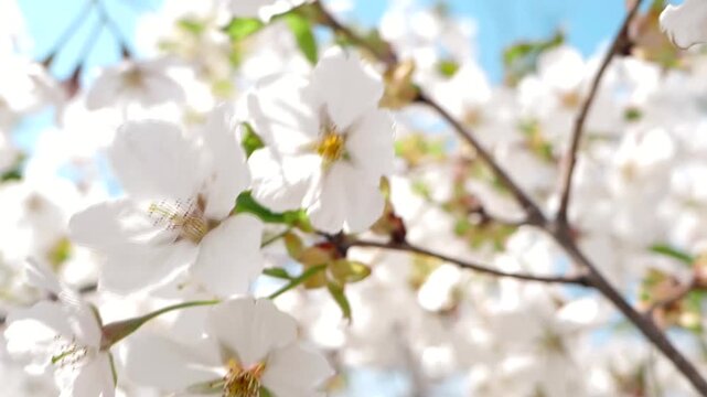 Real shot of a warm and healing spring scene with bees collecting nectar from white flowers