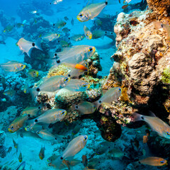 Fototapeta premium Egypt, Taba, Barrier reef