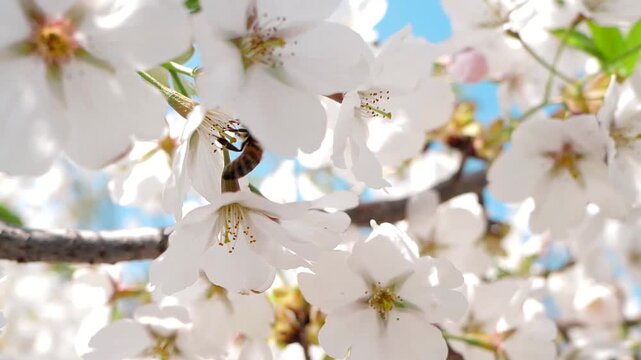 Real shot of a warm and healing spring scene with bees collecting nectar from white flowers