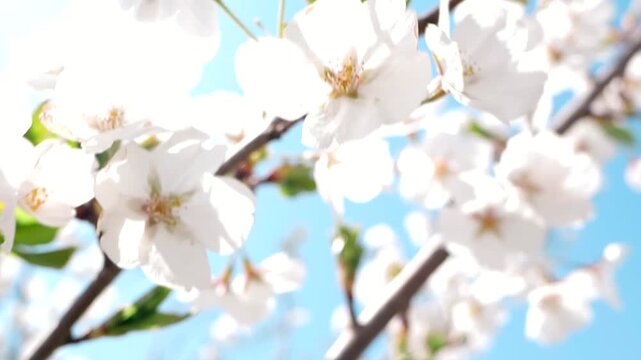 Real shot of a warm and healing spring scene with bees collecting nectar from white flowers