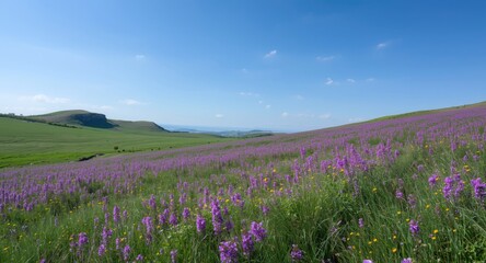 Fototapeta premium Bright violet floral meadow set against a serene sky with rolling hills in the background