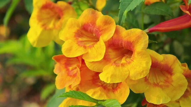   The Orange Golden Shower Tree