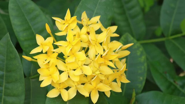 Yellow ixora flowers, yellow flowers