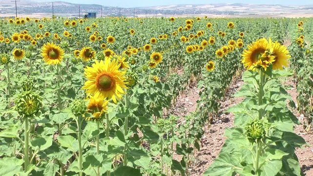 Bees perched on sunflowers and flowers grown in Kaman district of Kırşehir province in T&uuml;rkiye.