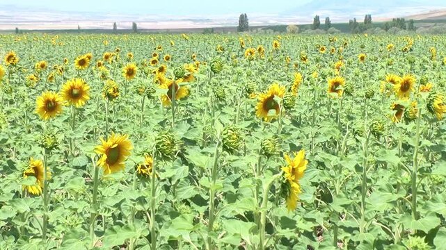 Bees perched on sunflowers and flowers grown in Kaman district of Kırşehir province in T&uuml;rkiye.
