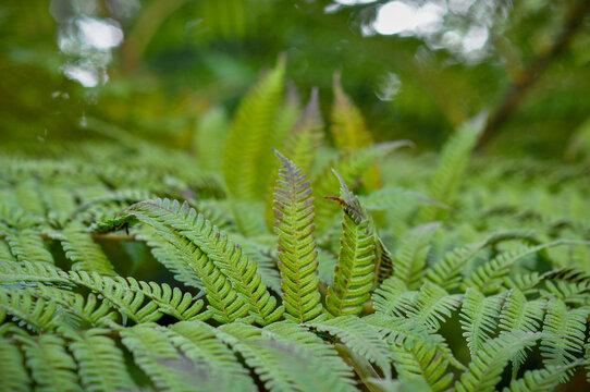 Close-up of green fern leaves with soft bokeh in a tropical garden