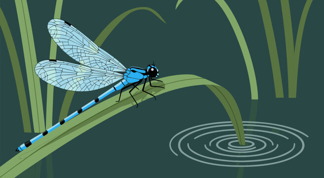 Detailed vector illustration of a bright blue dragonfly perched on a blade of grass near rippling water