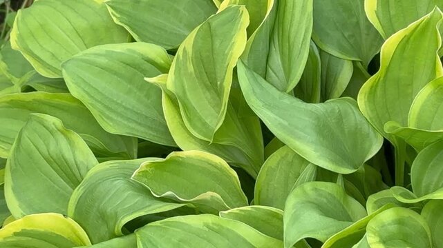 Video of a beautiful garden perennial plant hosta (lat. Hosta) with large two-color leaves.on hot sunny day. Floral green leaves background