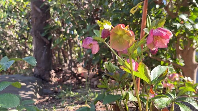 Hellebores blooming in the grove spring arrival silence