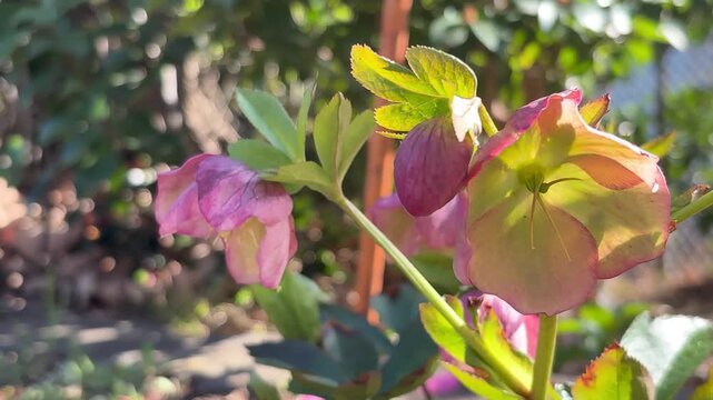Closeup of Hellebore spring light delicate