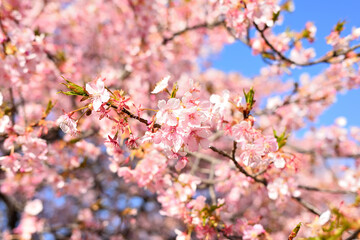 榛の森公園（深谷市）の河津桜　満開から散りゆくピンクの花びらと青空の風景