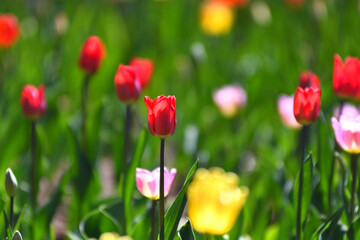 Obraz premium 春のフラワーガーデン：カラフルなチューリップの接写とボケ（背景ピンク・黄）