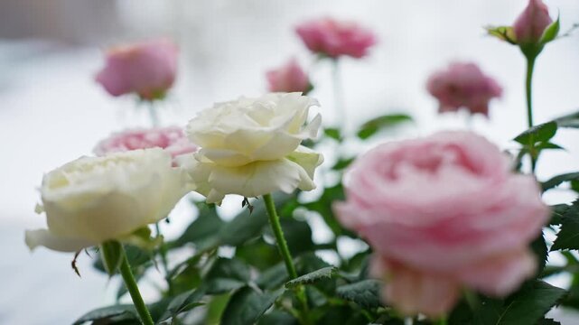 Soft-focus garden roses in white and blush pink with green leaves, shot in natural window light with dreamy bokeh. Romantic floral background with gentle copy space.