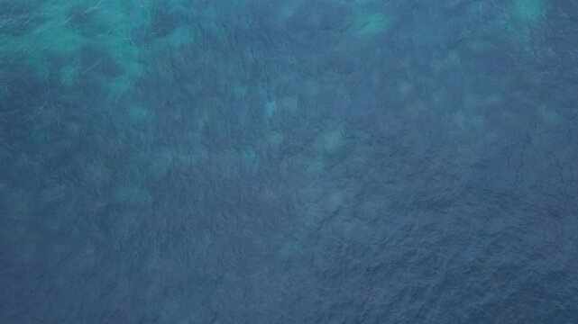 Leopard Shark In Turquoise Ocean In QLD, Australia - Aerial Top Down