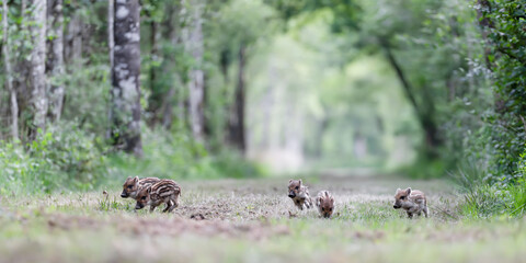 A litter of young striped piglets playing while running in a forest alley. Sus scrofa, Sologne, Loiret 45, région Centre Val de Loire, France, European Union, Europe © Nature Emotion