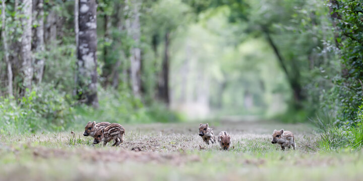 A litter of young striped piglets playing while running in a forest alley. Sus scrofa, Sologne, Loiret 45, r&eacute;gion Centre Val de Loire, France, European Union, Europe