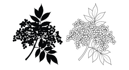 Detailed elderberry branches with berries displayed as a striking silhouette © Abir