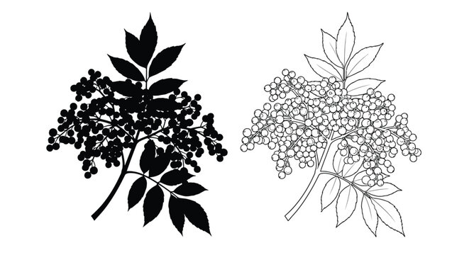Detailed elderberry branches with berries displayed as a striking silhouette