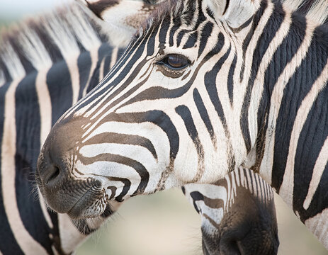 Close up shot of a zebra head ai illustration 
