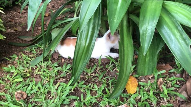 A small white and brown cat is resting peacefully under large green leaves on a patch of grass and dirt in a garden.
