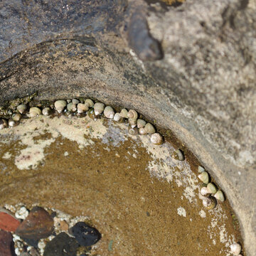 Fauna of Gran Canaria - seasnails, Phorcus sauciatus, top snail or top shell, on  volcanic rock, EL Confital beach
