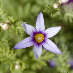Fototapeta premium Flora of Gran Canaria - Romulea columnae, the sand crocus, natural macro floral background