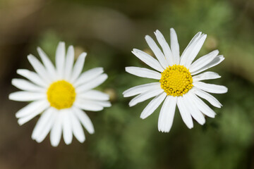 Fototapeta premium Flora of Gran Canaria - Argyranthemum, marguerite daisy endemic to the Canary Islands