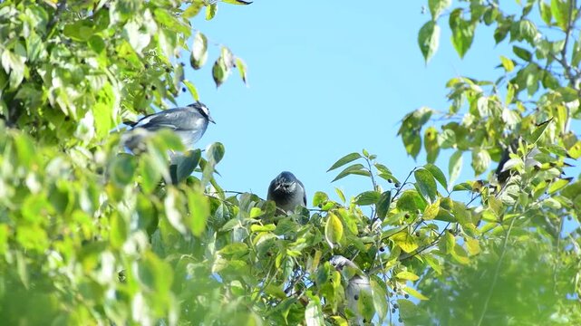 real footage of black headed sibia bird