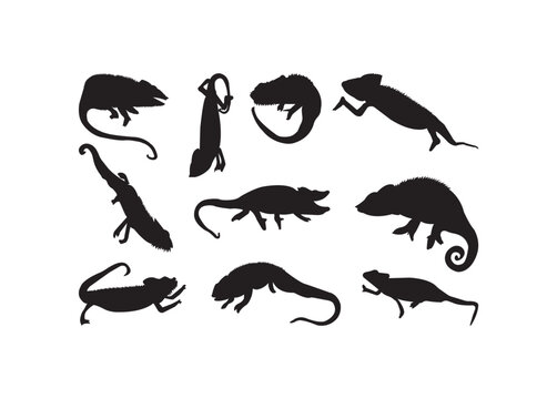 Chameleon, Chameleon vector bundle, Chameleon clipart, Chameleon silhouette.