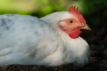 Close-up profile portrait of a white chicken resting on a farm © Tsyb Oleh