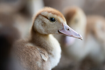 Close-up profile portrait of a cute fluffy duckling © Tsyb Oleh