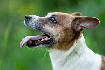 Close-up profile portrait of a happy Jack Russell Terrier © Tsyb Oleh