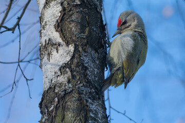 Gray-headed Woodpecker in the forest at dawn