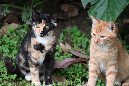 two cats in the garden