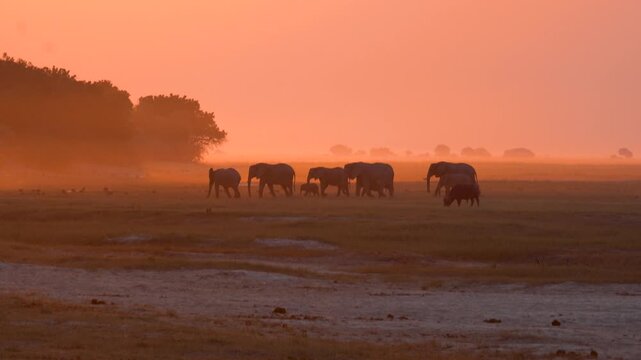 Herd of elephants walking at sunset in Chobe National Park, Botswana