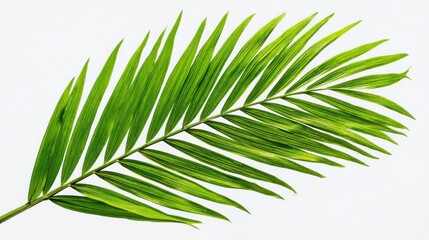 Obraz premium Close up of a green palm leaf on white background