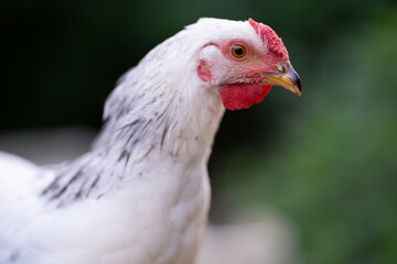 Close-up profile portrait of a white and grey speckled chicken © Tsyb Oleh