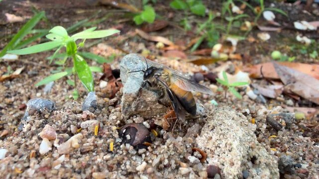 Close-up video of a honey bee struggling to fly while a weaver ant bites and holds its wing.