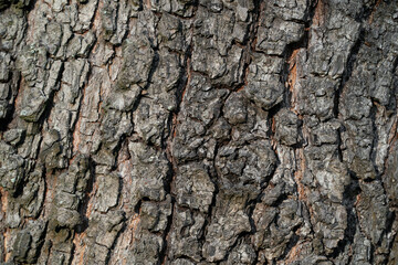 Close-up texture of rough grey tree bark