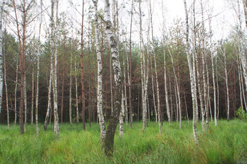 Fototapeta premium Silver birch grove with lush green grass in Ukraine