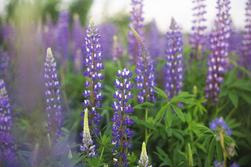 Naklejka premium Field of purple lupines in a summer meadow