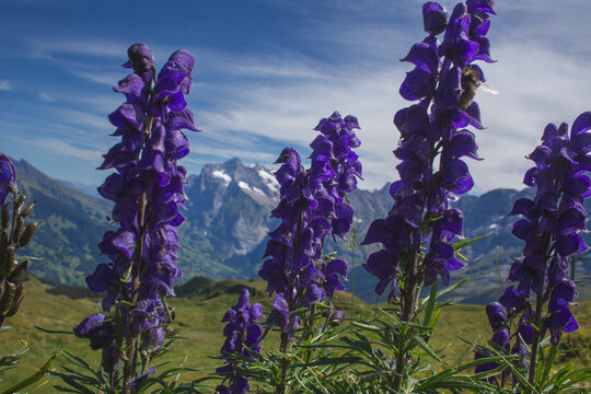 Purple aconite flowers blooming in the foreground of Alpine mountain peaks